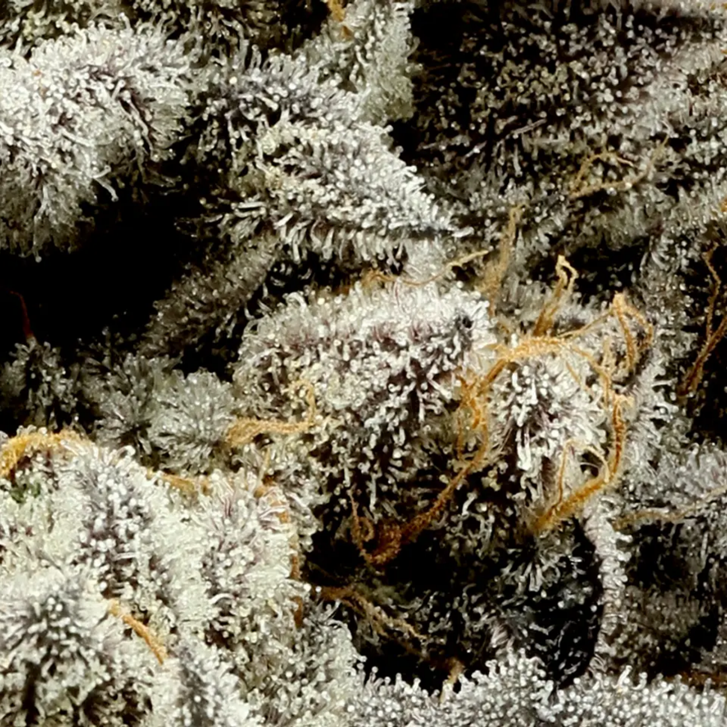 710 Labs- Randy Watson #13 - Hybrid 3.5g