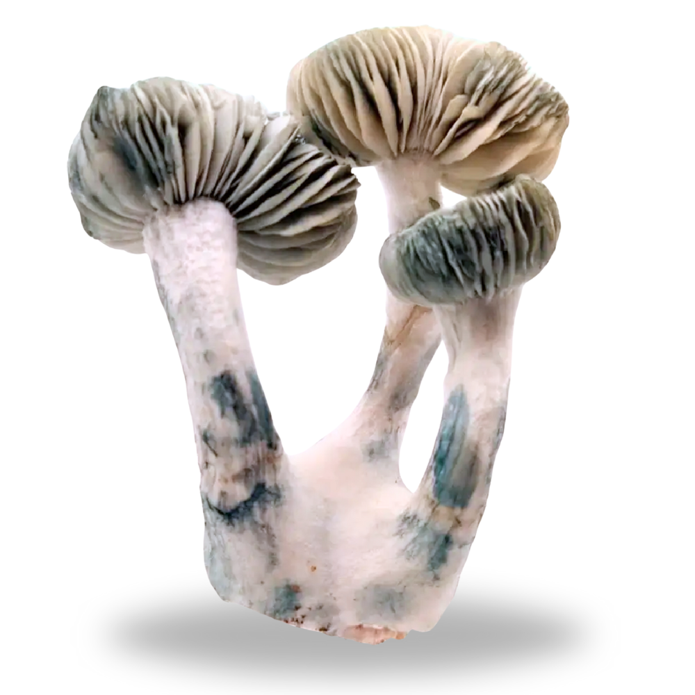 Albino Jack Frost Mushrooms 3.5g