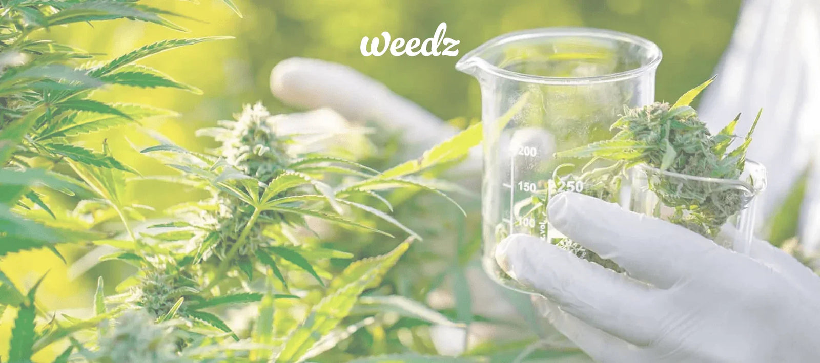 A Beginner's Guide to Cannabis Edibles: Understanding the Basics and Safe Consumption - Weedz DC