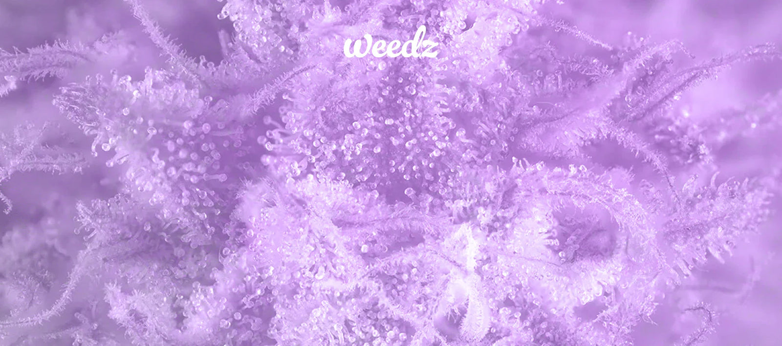 Choose the Right Cannabis Product for You in Washington DC, Maryland, and Virginia - Weedz DC