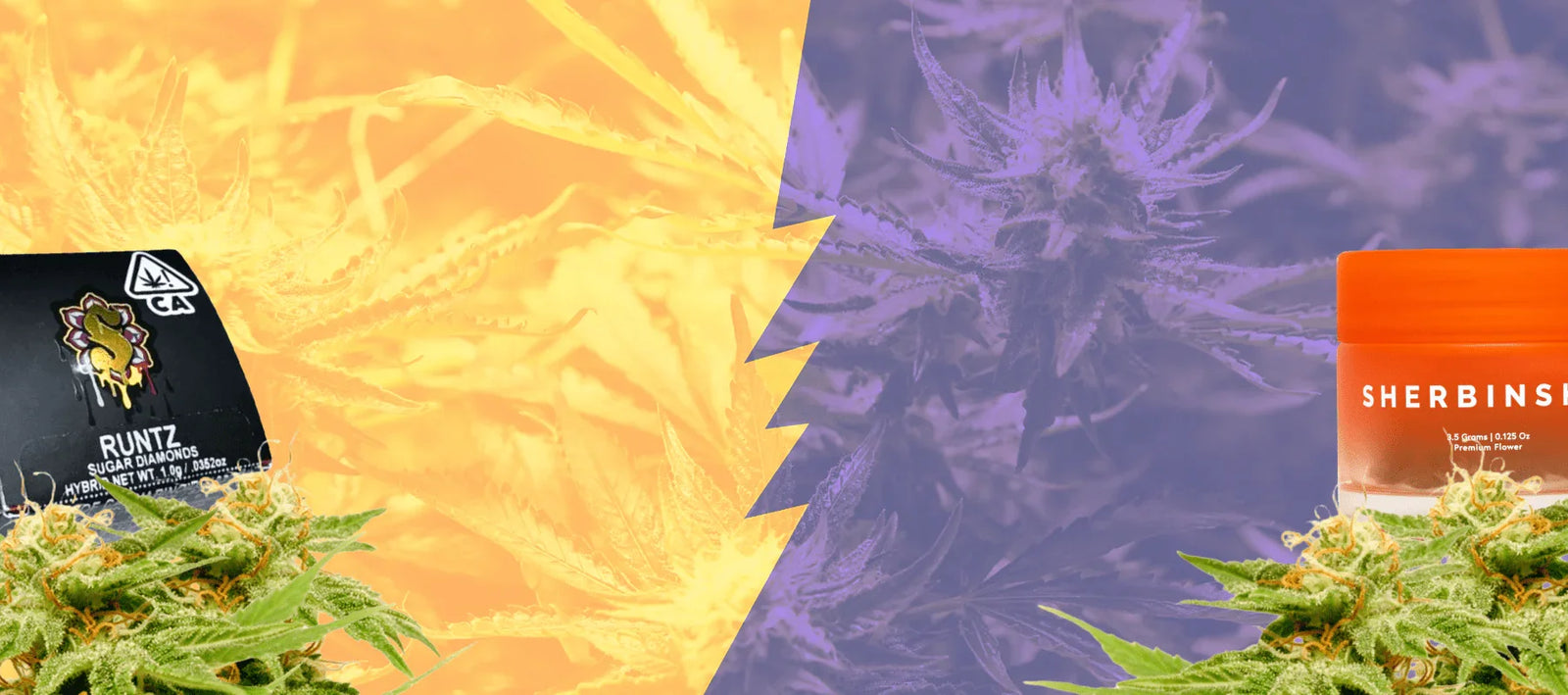 Differences between THC and CBD: Responsible consumption - Weedz DC