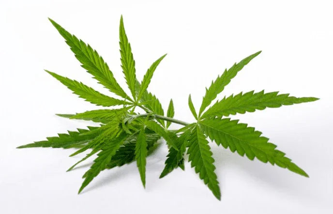 How to Buy Weed in DC: A Comprehensive 2024 Guide - Weedz DC