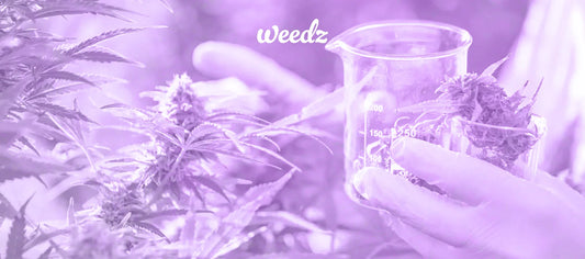 How to improve your Mental Health with the correct use of Cannabis. - Weedz DC
