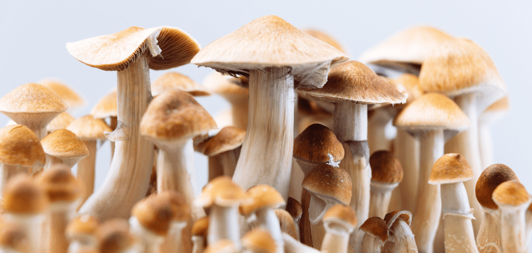 How to Store Magic Mushrooms: Ensuring Potency and Safety - Weedz DC