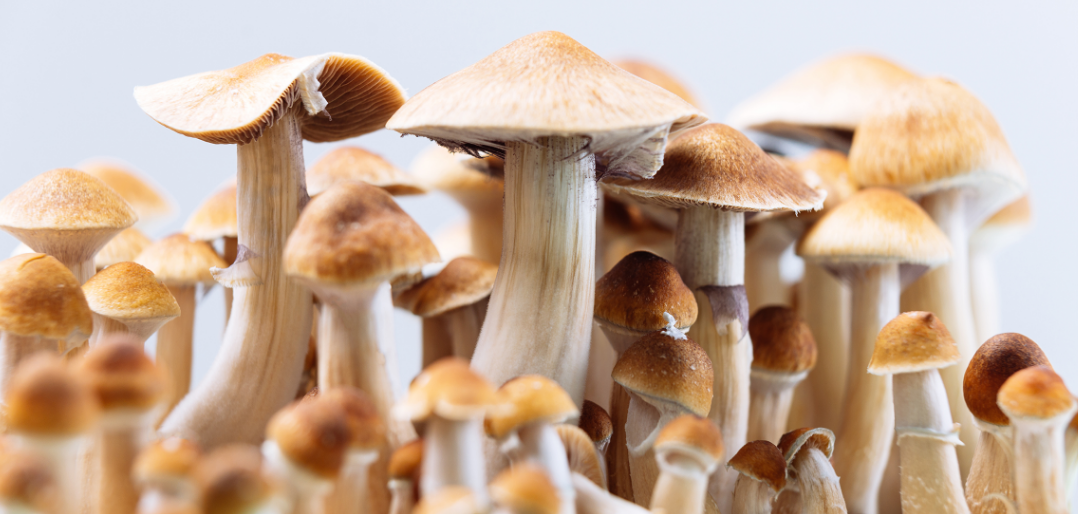 How to Store Magic Mushrooms: Ensuring Potency and Safety