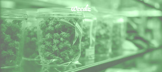 One Strain for one’s needs. What are the best cannabis variations? - Weedz DC