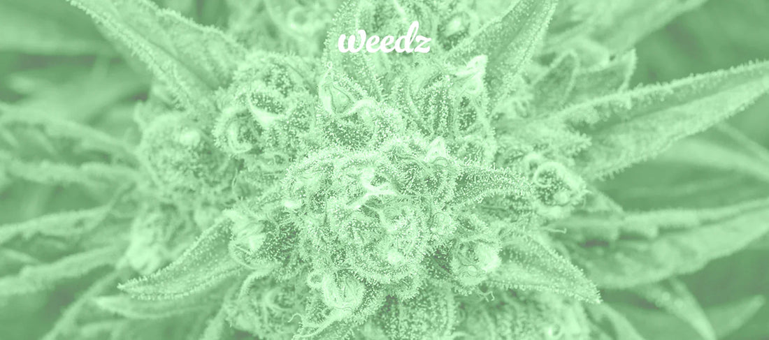 The Role of Terpenes in Cannabis: What You Need to Know - Weedz DC