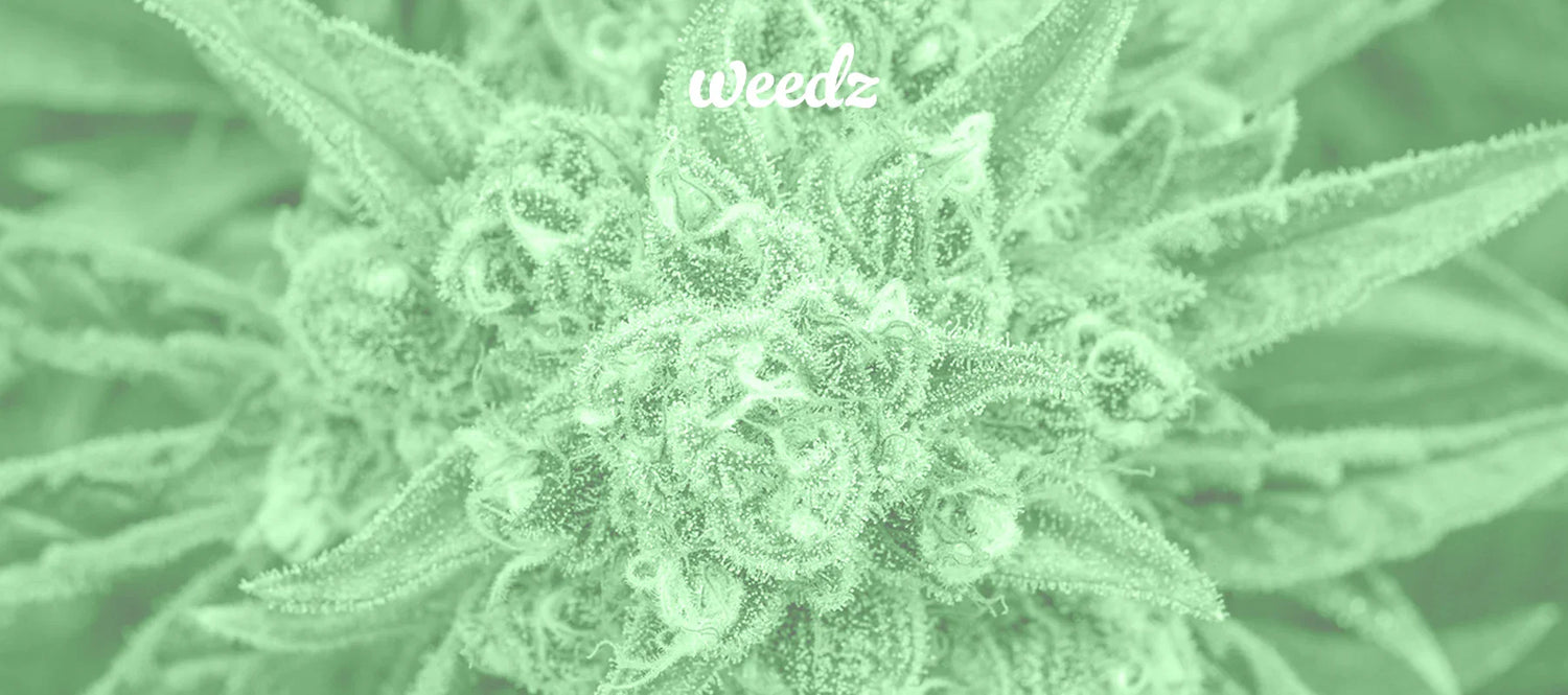The Role of Terpenes in Cannabis: What You Need to Know - Weedz DC