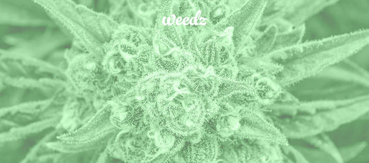 The Role of Terpenes in Cannabis: What You Need to Know - Weedz DC