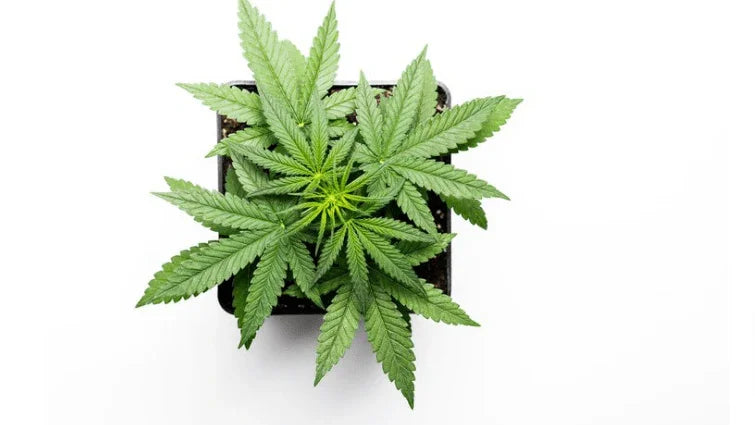 What is Shake Weed? Unveiling Its Secrets and How to Utilize It - Weedz DC