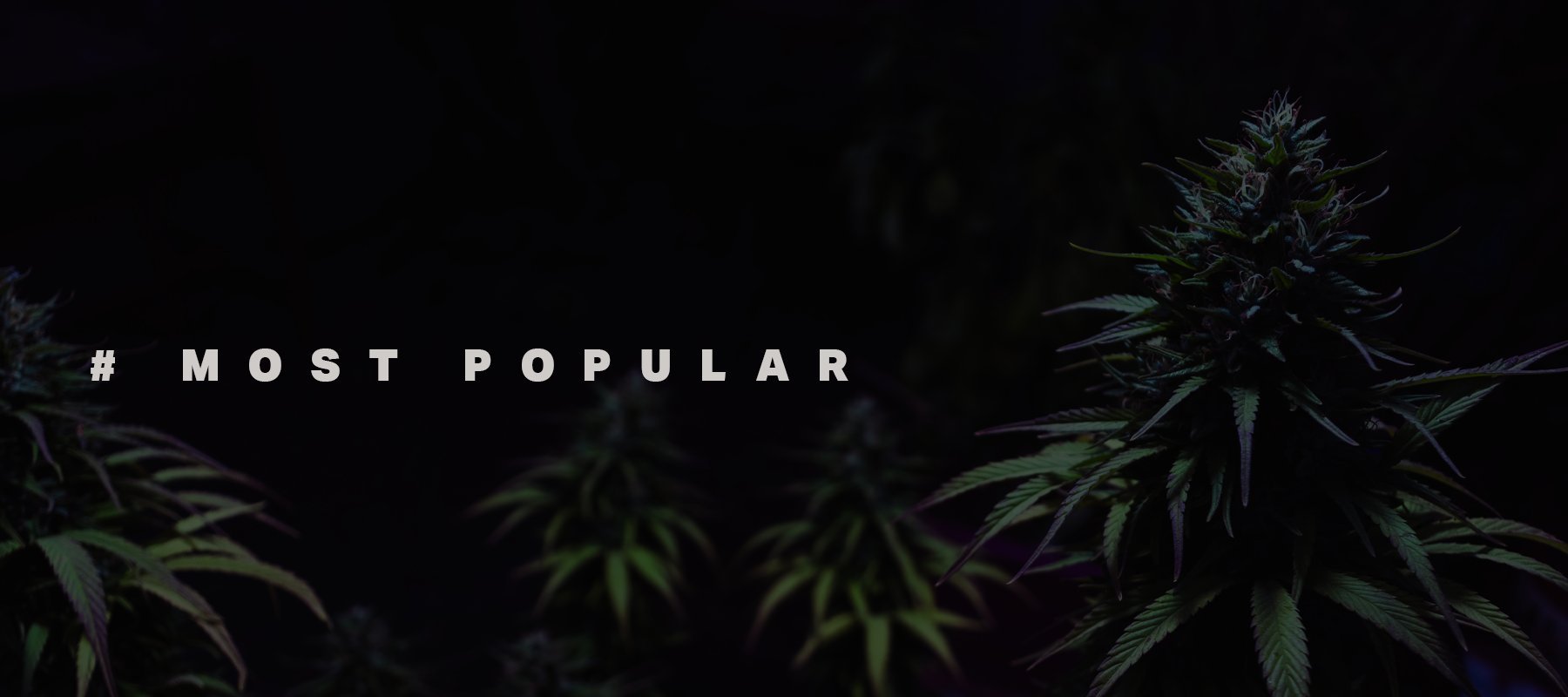 Most Popular - Weedz DC