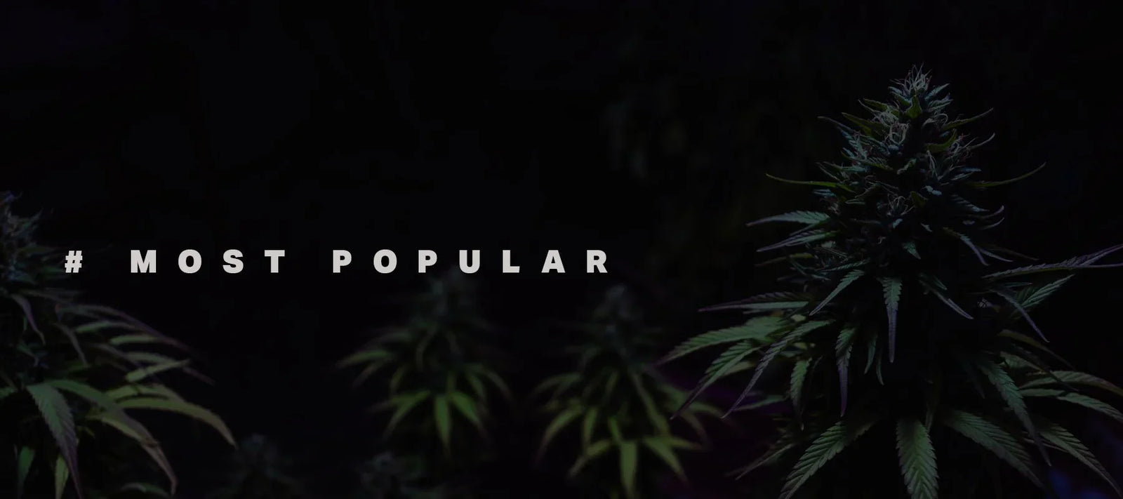 Most Popular - Weedz DC