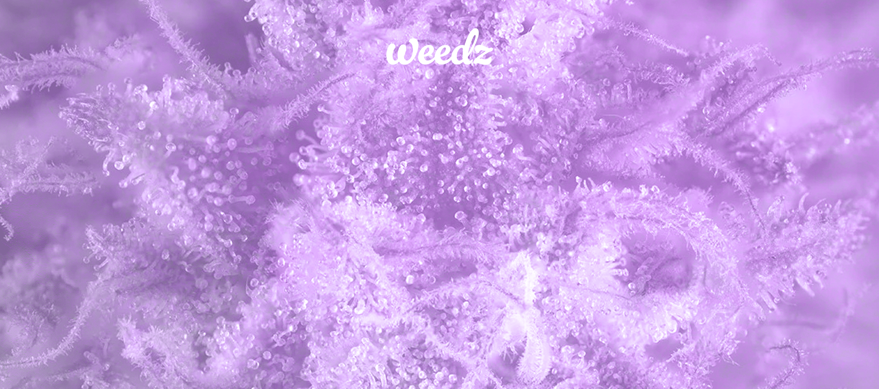 SALE - Weedz DC