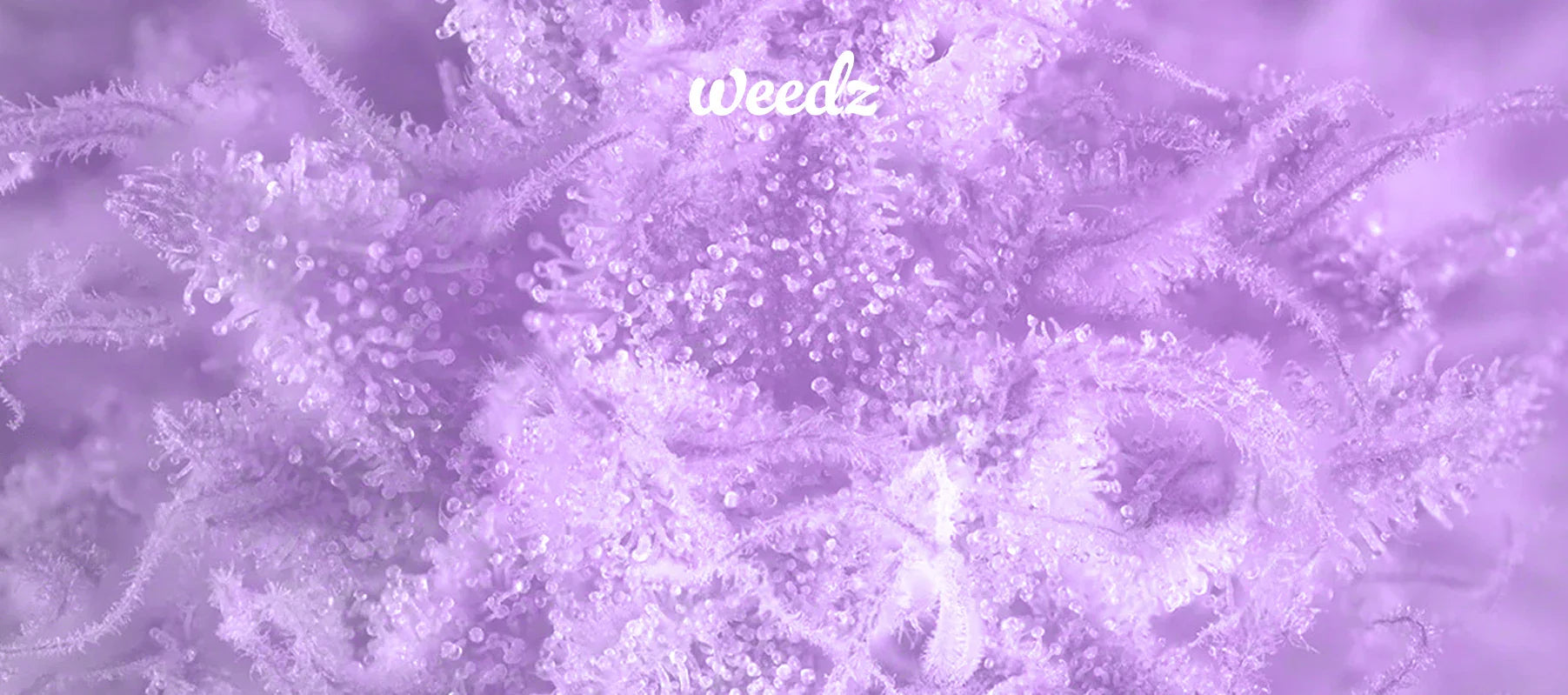 SALE - Weedz DC