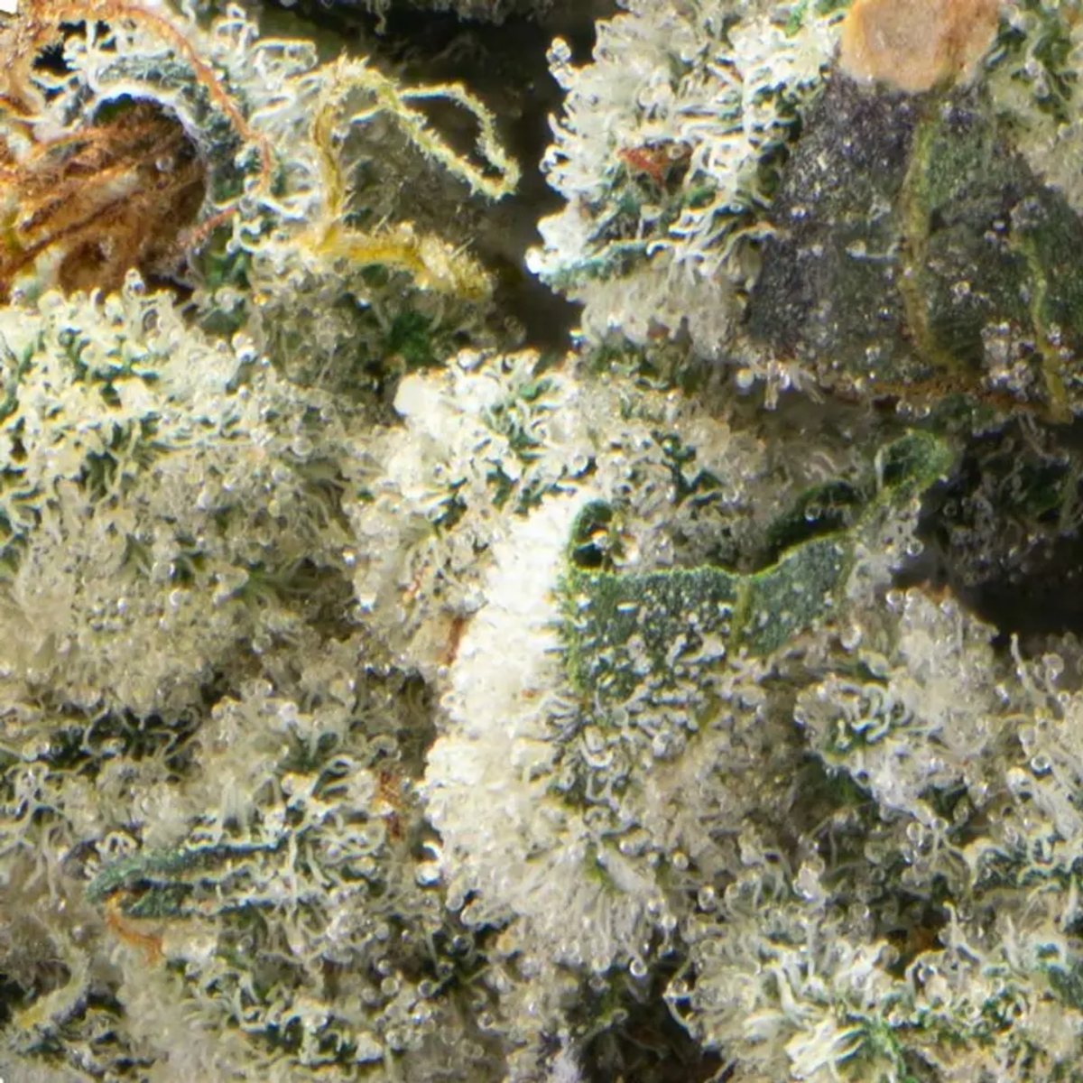 710 Labs- Garlic Cocktail #7 - Hybrid 3.5g