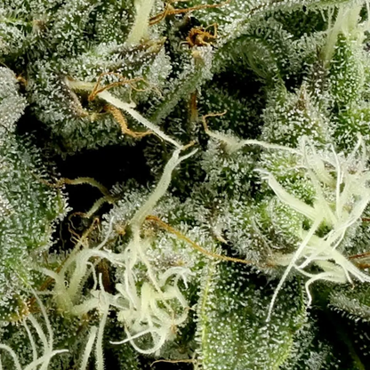 710 Labs- SB36 #1 - Hybrid 3.5g