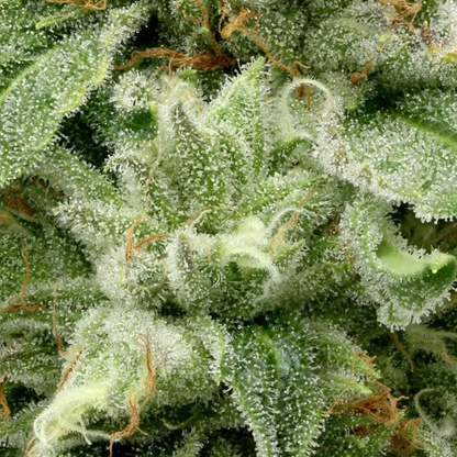 710 Labs- Z - Hybrid 3.5g