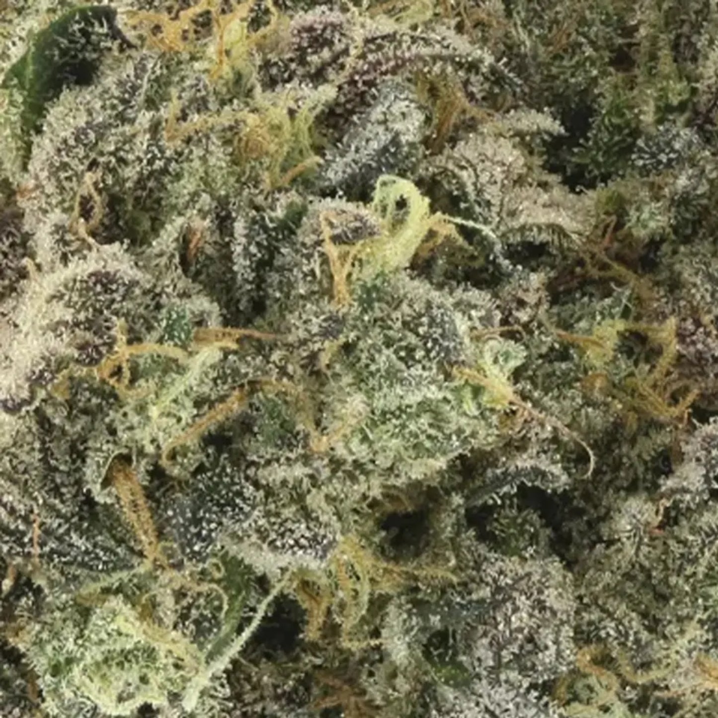 710 Labs- Britney’s Frozen Lemons #5 - Hybrid 3.5 G
