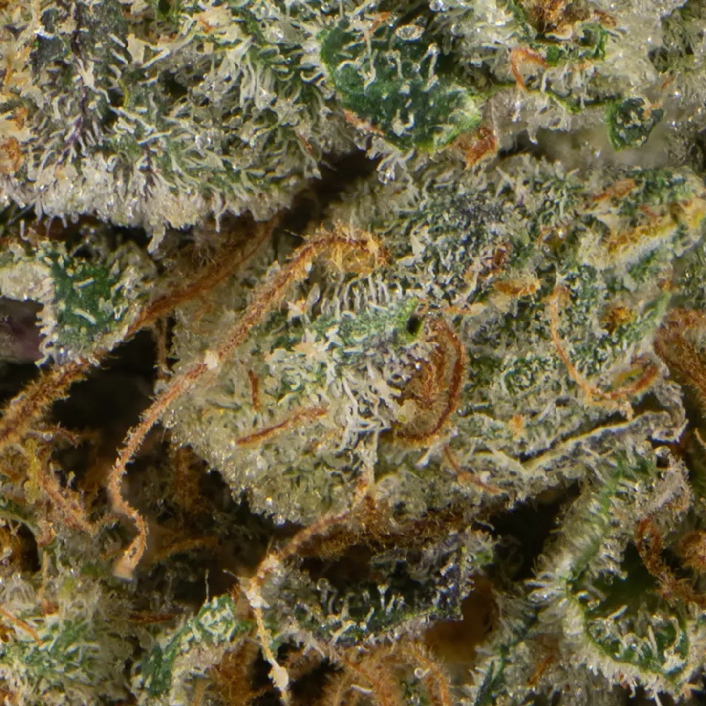 710 Labs- Cold Creek Kush - Hybrid 3.5 G
