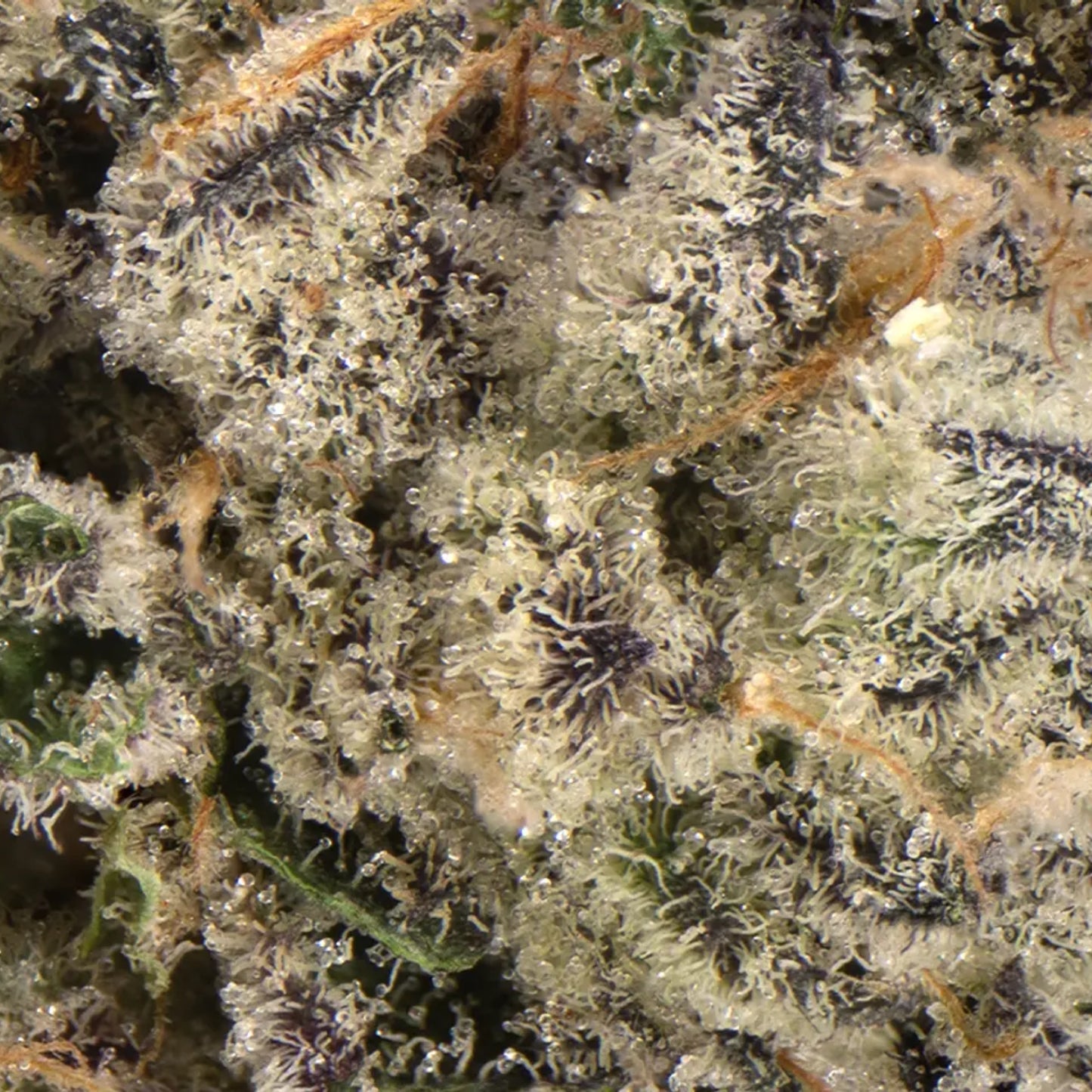710 Labs- Ego Death #12 - Hybrid 3.5 G