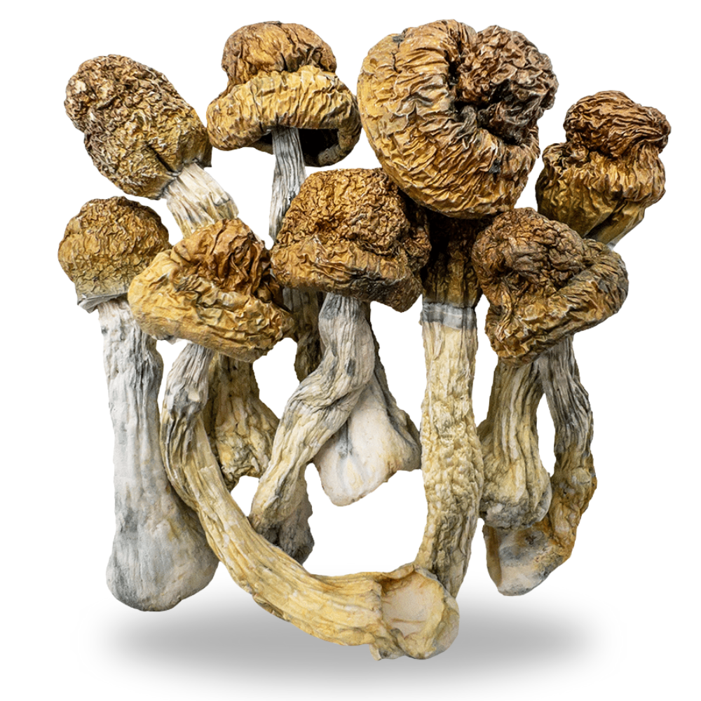 Blue Meanie Mushrooms 3.5g