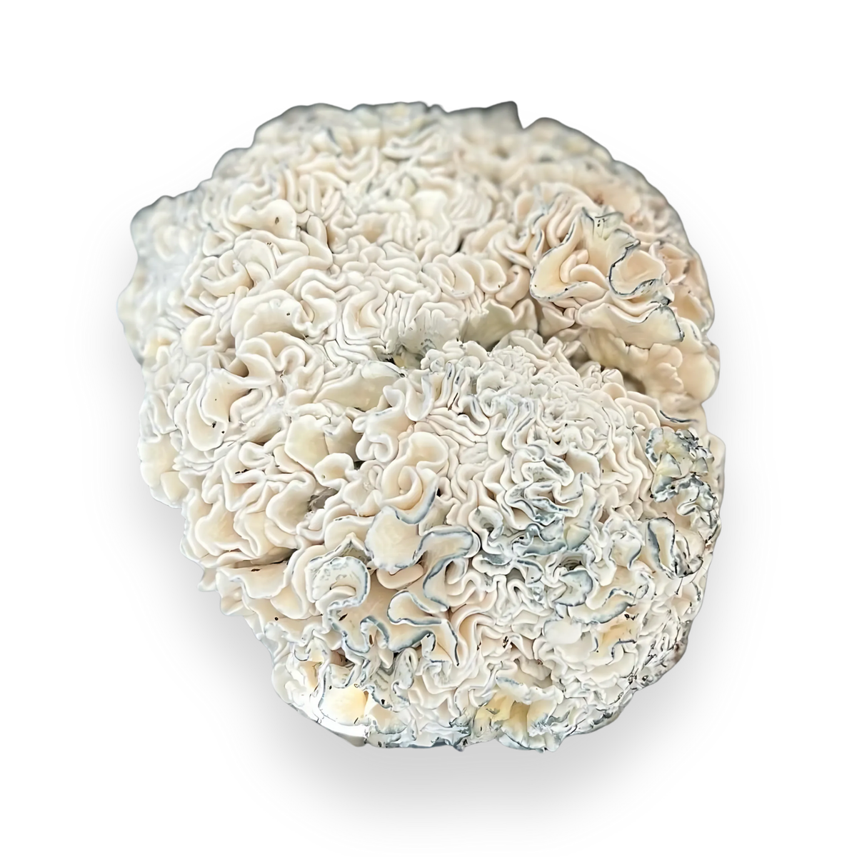 Enigma Mushrooms 3.5g