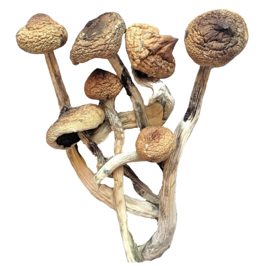 Golden Teacher Mushrooms 3.5g