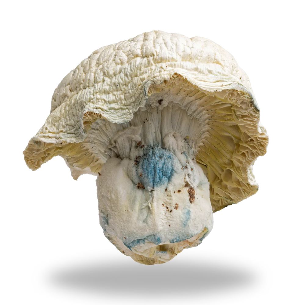 Iceberg Mushrooms 3.5g