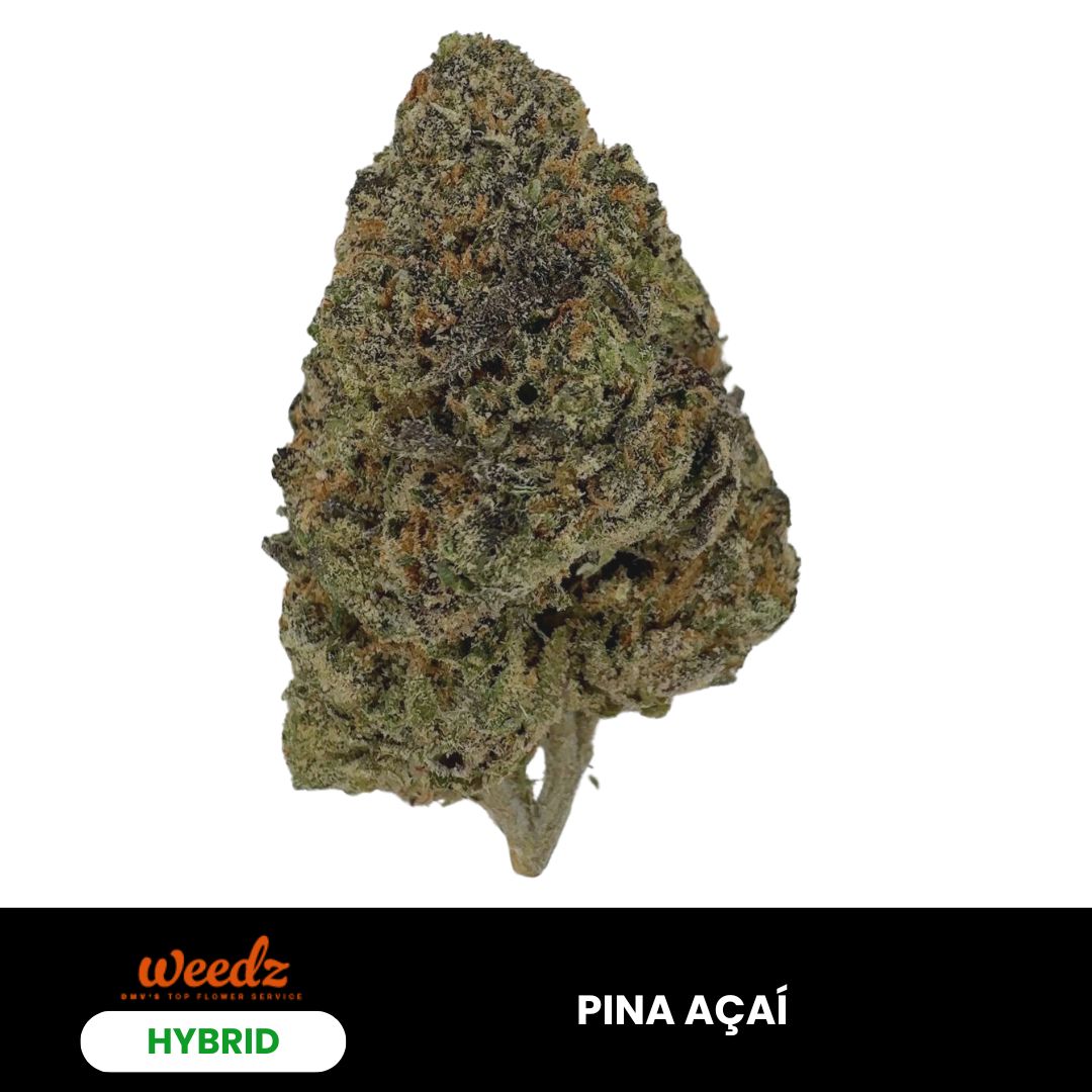 Pina Açaí - Hybrid 3.5g