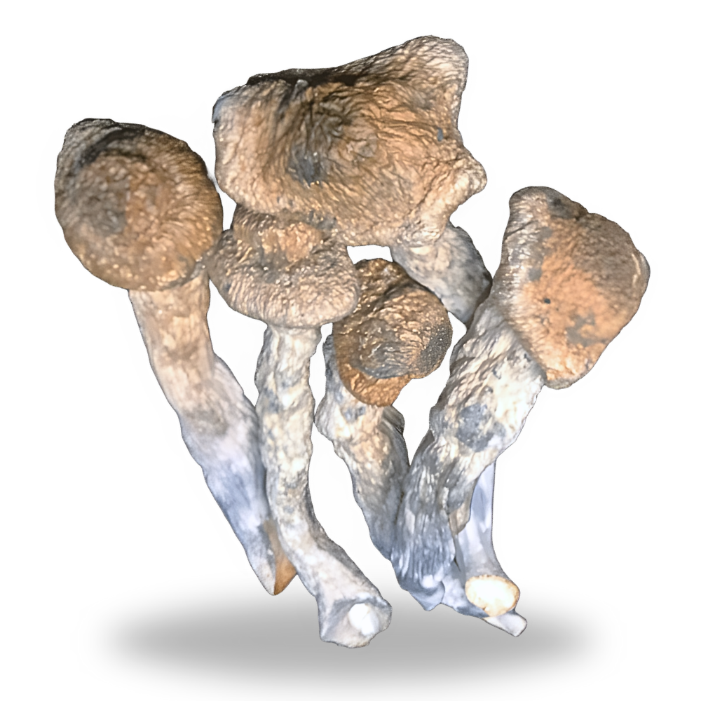 Stargazer Mushrooms 3.5g