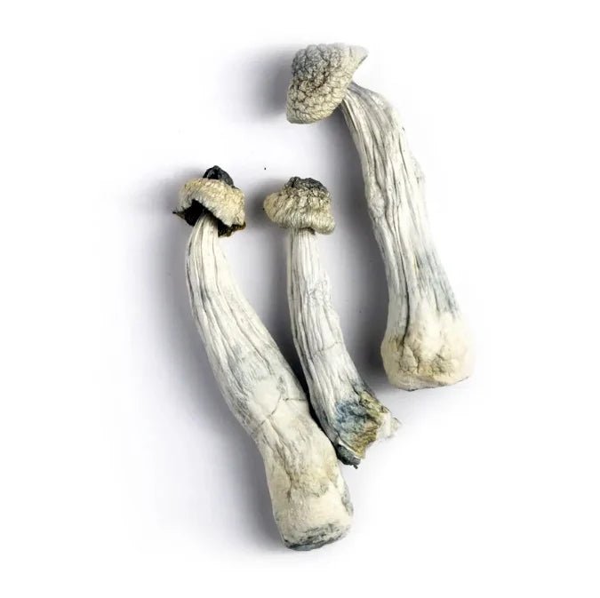 Albino Penis Envy Mushrooms 3.5g - Weedz DC - Virginia and DC Delivery