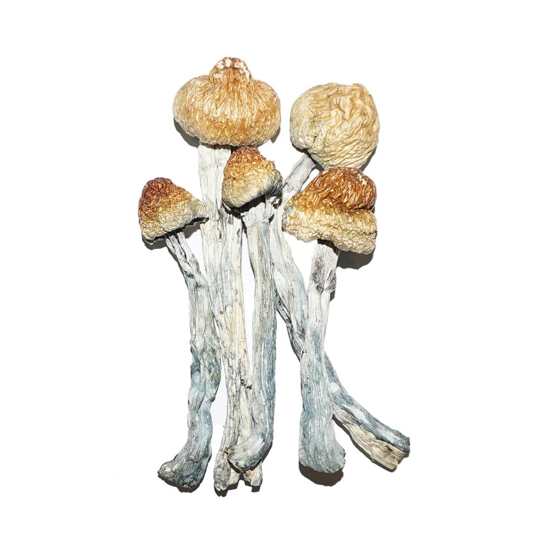 Penis Envy Mushrooms 3.5g - Weedz DC - Virginia and DC Delivery