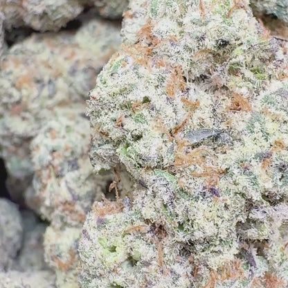 Jet Fuel Gelato  - Hybrid (Exotic) 3.5g