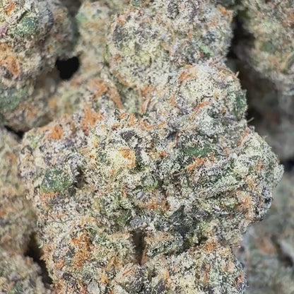 Lemon Creamsicle - Hybrid  3.5g