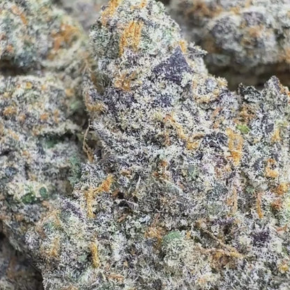 Gushcotti - Indica (Exotic) 3.5g