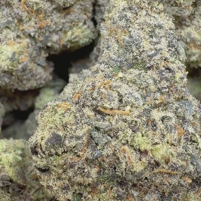 Gelato 41 - Hybrid (Exotic) 3.5g