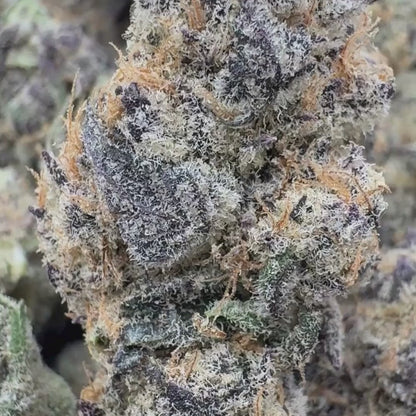 Truffle Drip - Hybrid 3.5g