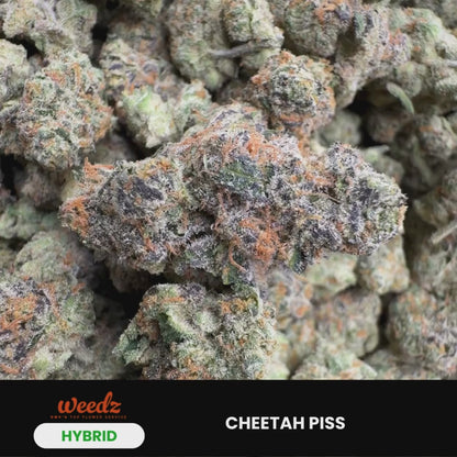 Cheetah Piss - Hybrid 3.5g