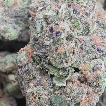 Gelato 41 - Hybrid 3.5g